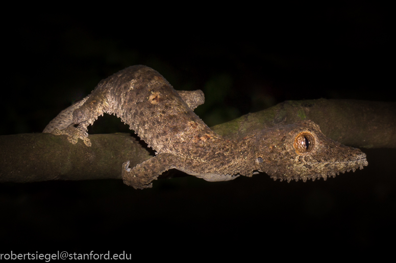 leaf-tailed gecko